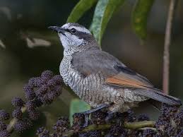 Attēlu rezultāti vaicājumam “Lophozia capitata”