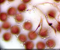 Attēlu rezultāti vaicājumam “Diderma subviridifuscum”