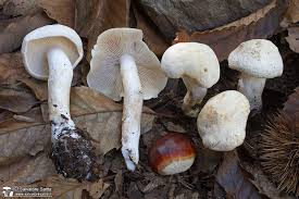 Attēlu rezultāti vaicājumam “Tricholoma album”