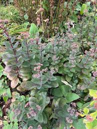 Attēlu rezultāti vaicājumam “Hylotelephium maximum flower”