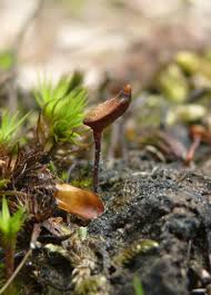 Attēlu rezultāti vaicājumam “Buxbaumia aphylla”