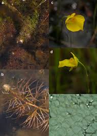 Attēlu rezultāti vaicājumam “Utricularia intermedia bud”