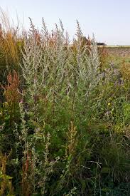 Attēlu rezultāti vaicājumam “Artemisia vulgaris flower”
