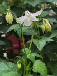 Attēlu rezultāti vaicājumam “Aquilegia vulgaris leaf”