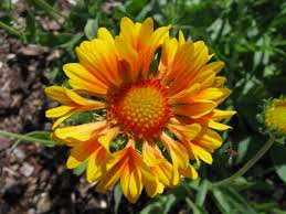 Image result for Gaillardia