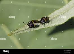 Attēlu rezultāti vaicājumam “Palomena prasina nymph”