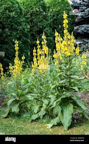 Attēlu rezultāti vaicājumam “Verbascum densiflorum”