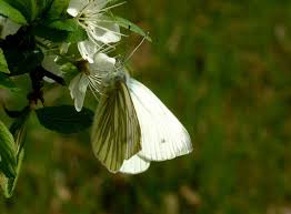 Attēlu rezultāti vaicājumam “Pieris napi male”