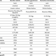 Attēlu rezultāti vaicājumam “Bacidia rubella”