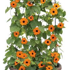 Image result for Thunbergia alata