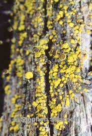 Attēlu rezultāti vaicājumam “Chaenotheca furfuracea”