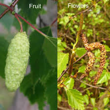 Attēlu rezultāti vaicājumam “Betula pubescens flower”