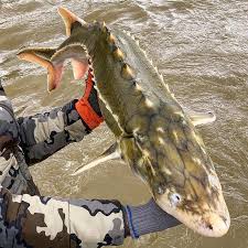 Image result for Acipenser medirostris