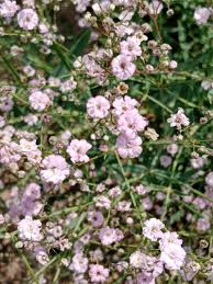 Image result for Gypsophila elegans