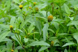 Attēlu rezultāti vaicājumam “Bidens tripartita flower”