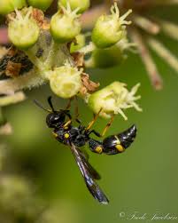 Attēlu rezultāti vaicājumam “Symmorphus sp.”