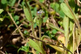 Attēlu rezultāti vaicājumam “Myosotis stricta”