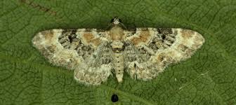 Attēlu rezultāti vaicājumam “Eupithecia linariata”