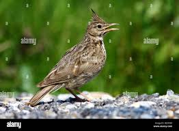 Attēlu rezultāti vaicājumam “Galerida cristata adult”