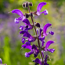 Attēlu rezultāti vaicājumam “Salvia pratensis”