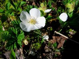 Attēlu rezultāti vaicājumam “Rubus chamaemorus flower”