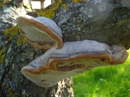Attēlu rezultāti vaicājumam “Phellinus pomaceus”