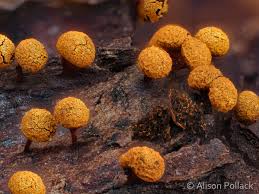 Attēlu rezultāti vaicājumam “Physarum auriscalpium young”