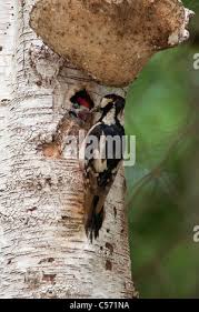 Attēlu rezultāti vaicājumam “Dendrocopos medius nest”