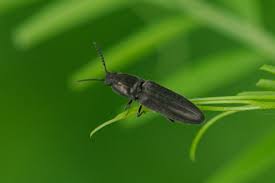 Attēlu rezultāti vaicājumam “Melanotus sp.”