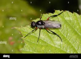 Attēlu rezultāti vaicājumam “Bibionidae female”