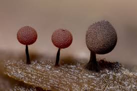 Attēlu rezultāti vaicājumam “Enerthenema papillatum spores”