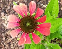 Image result for Echinacea Lustre hybrids