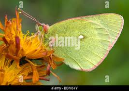 Attēlu rezultāti vaicājumam “Colias palaeno male”