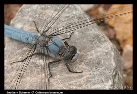 Attēlu rezultāti vaicājumam “Orthetrum brunneum”