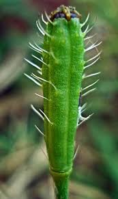 Attēlu rezultāti vaicājumam “Papaver argemone bud”