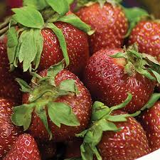 Attēlu rezultāti vaicājumam “Fragaria x ananassa”