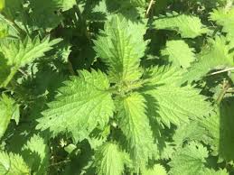 Attēlu rezultāti vaicājumam “Urtica urens leaf”