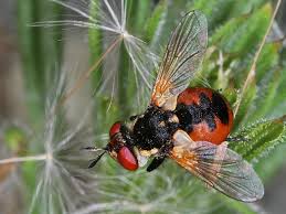 Attēlu rezultāti vaicājumam “Gymnosoma sp.”