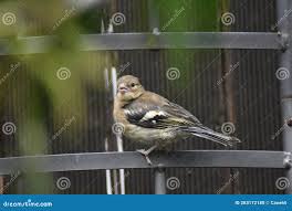 Attēlu rezultāti vaicājumam “Fringilla coelebs juvenile”