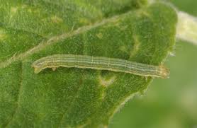 Attēlu rezultāti vaicājumam “Pseudopanthera macularia”