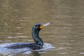 Image result for Phalacrocorax auritus