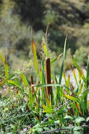 Image result for Rohrkolben