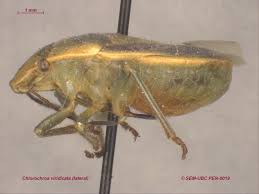 Attēlu rezultāti vaicājumam “Chlorochroa pinicola”