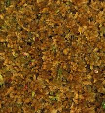 Attēlu rezultāti vaicājumam “Sphagnum fuscum”