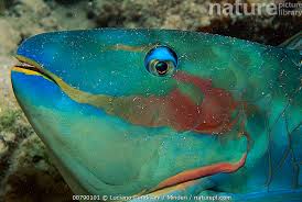 Image result for Sparisoma amplum