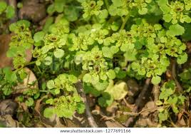 Attēlu rezultāti vaicājumam “Chrysosplenium alternifolium bud”