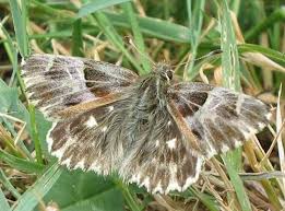 Attēlu rezultāti vaicājumam “Carcharodus floccifera upperside”