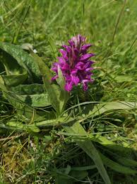 Attēlu rezultāti vaicājumam “Dactylorhiza majalis subsp. baltica leaf”
