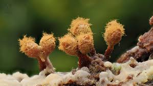 Attēlu rezultāti vaicājumam “Licea testudinacea macro”