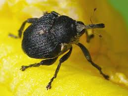 Attēlu rezultāti vaicājumam “Mononychus punctumalbum”